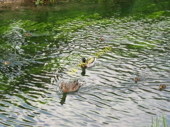 Photo 6"x4" A Mallard Duck and Ducklings on the Wendover Arm of the Grand Union Canal Wendover c2009