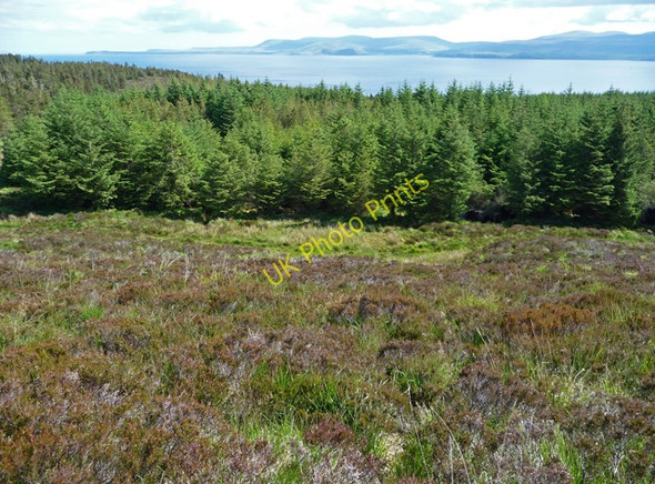 Photo 6"x4" Forestry below Garradh Mor Garradh M\u00f2r c2009