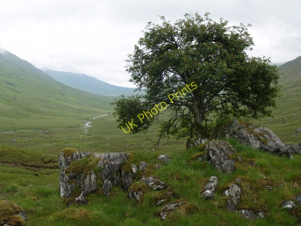 Photo 6"x4" Rowan, Glen Kingie Sr\u00f2n an Tigh Mh\u00f2ir c2009