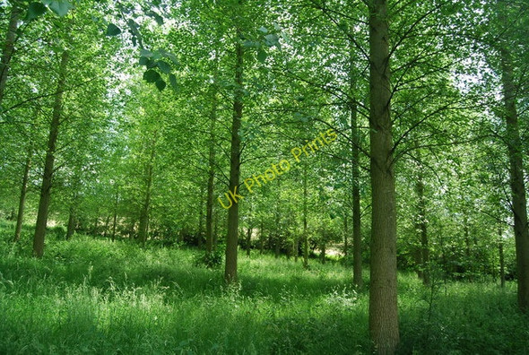 Photo 6"x4" Sticklands Wood Hamptons c2009