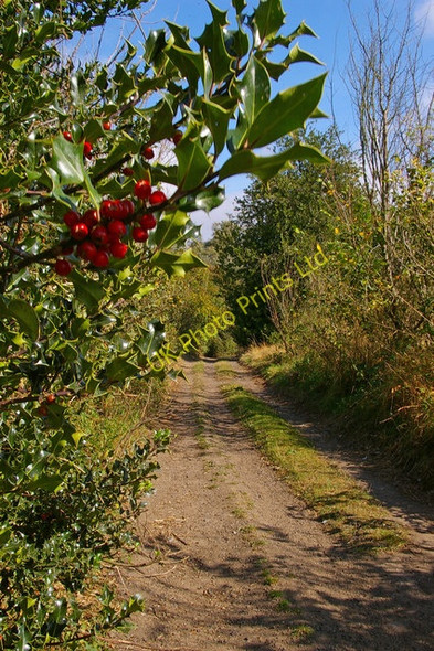 Photo 6"x4" The Holly And The Byway Bran End c2007