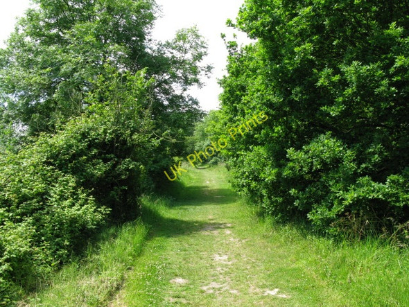 Photo 6"x4" Looking W along the Royal Military Canal Path West Hythe c2009