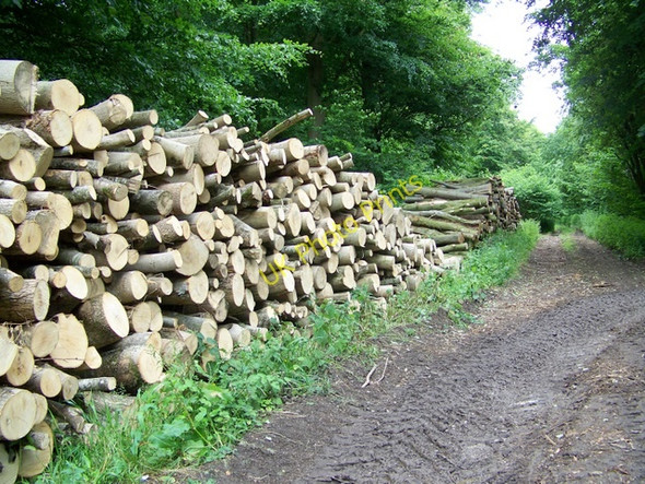 Photo 6"x4" Timber, Fontmell Woods Compton Abbas c2009
