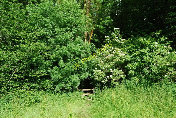 Photo 6"x4" The High weald Landscape Trail enters the woods east of Bramble Reed Lane Romford\/TQ6441 c2009