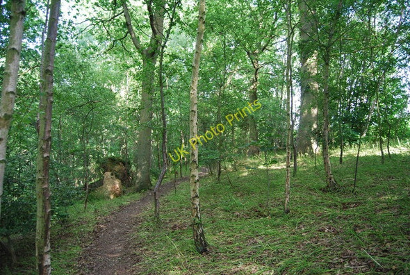 Photo 6"x4" High Weald Landscape Trail through the woods Romford\/TQ6441 c2009