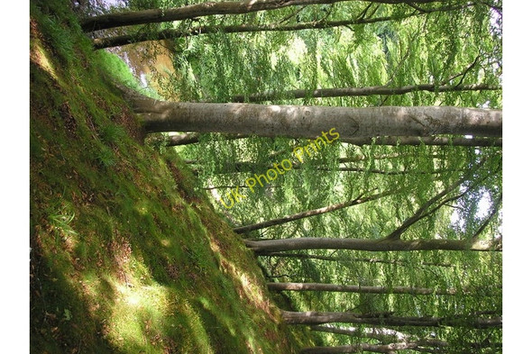 Photo 6"x4" Beech Woods, Ellwyn Glen Melrose\/NT5434 c2009