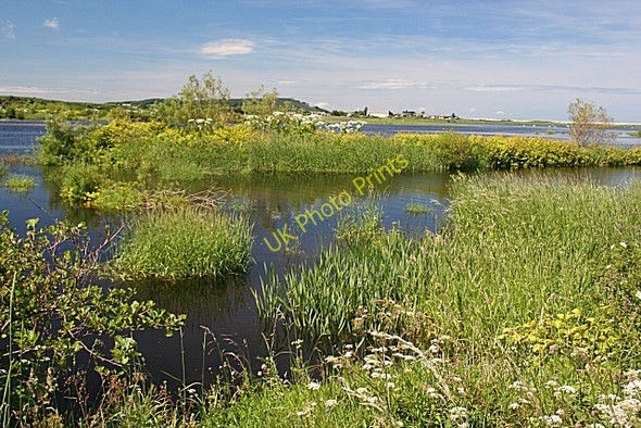 Photo 6"x4" Spey Estuary Tugnet c2009