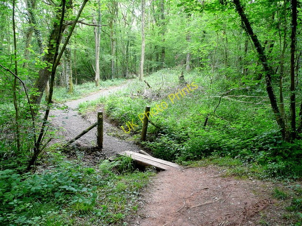 Photo 6"x4" Small footbridge in Whitehill Wood Rockfield\/SO4814 c2009