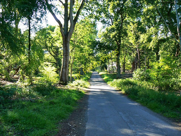 Photo 6"x4" North-west along Grand Avenue, Savernake Forest Durley\/SU2364 c2009
