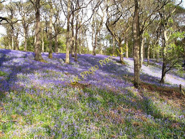 Photo 6"x4" Bluebell Woods Meikleour c2003