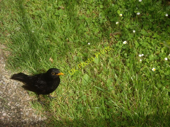 Photo 6"x4" A fearless blackbird Bridge of Feugh c2009