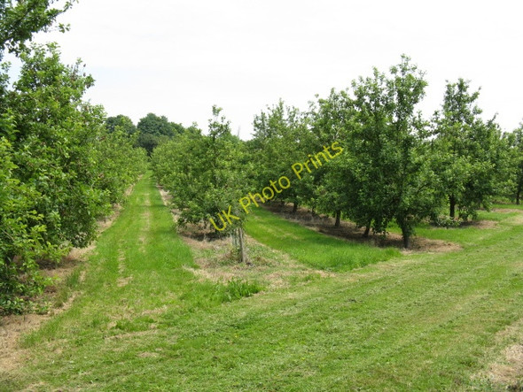 Photo 6"x4" Orchard At Burmarsh Burmarsh\/SO5346 c2009