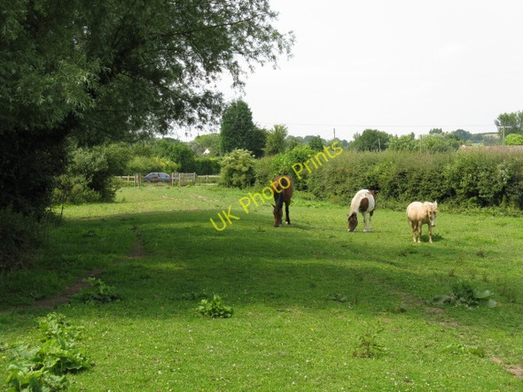 Photo 6"x4" Horses Grazing Hereford c2009