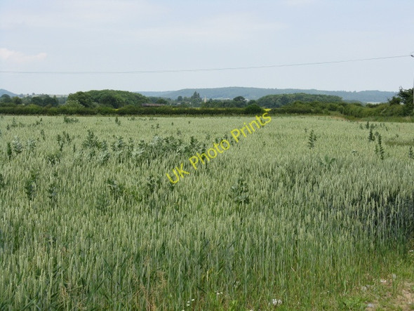 Photo 6"x4" Growing Crops - Lower Lyde Farm Lyde Cross c2009