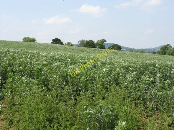 Photo 6"x4" Hillside Crops Near Moreton on Lugg Moreton on Lugg c2009