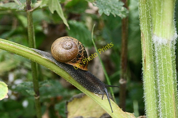Photo 6"x4" Snail on hogweed Truthan c2009