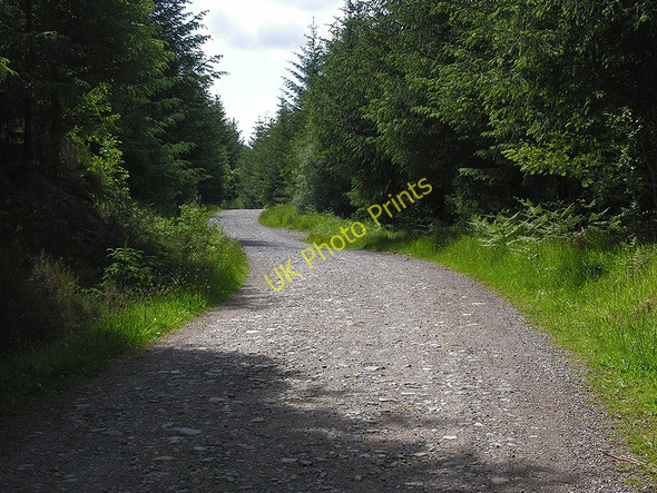 Photo 6"x4" Forestry road Torlundy c2009