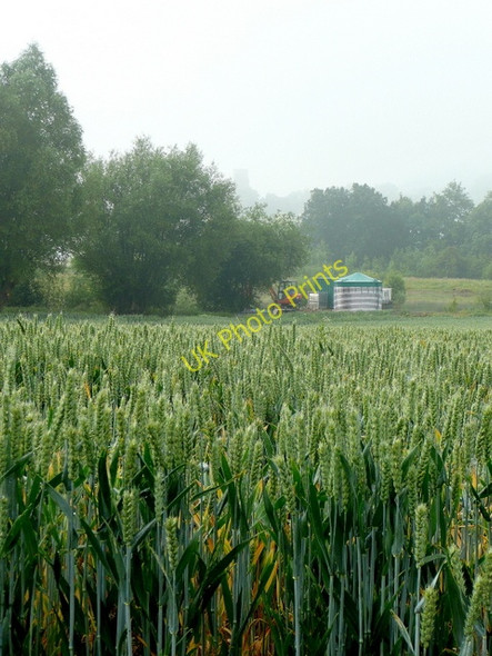 Photo 6"x4" Wheat field; early summer's morning Kingstone\/SO6324 c2009