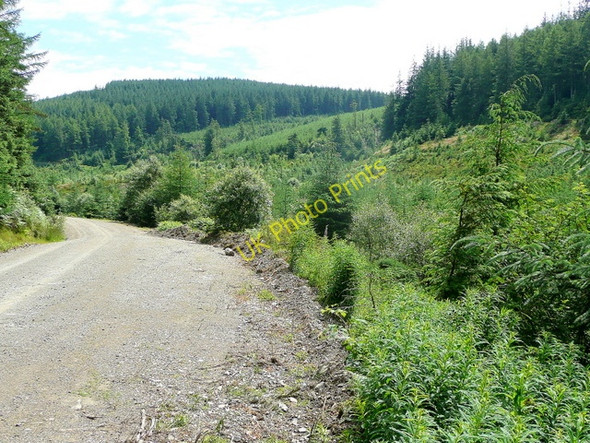 Photo 6"x4" Penllyn Forest Penllyn Forest c2009