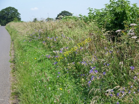 Photo 6"x4" Roadside verge near Alderton Grittleton c2009