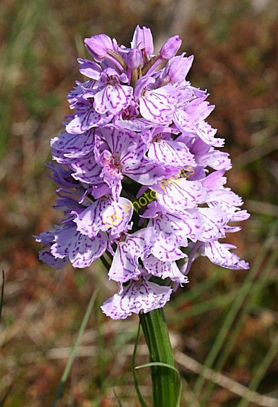 Photo 6"x4" Heath Spotted Orchid (Dactylorhiza maculata) New Byth c2009