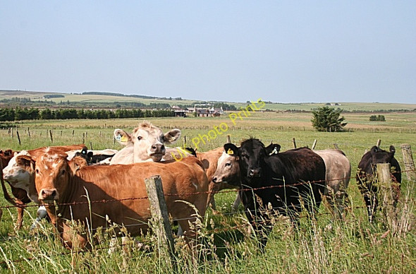 Photo 6"x4" Inquisitive Cattle Craigmaud c2009