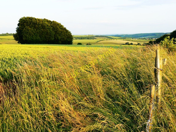 Photo 6"x4" Woodland and cereals, west of Baydon, Wiltshire Baydon c2009