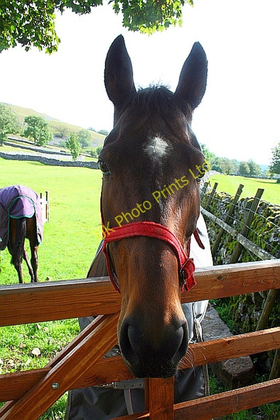 Photo 6"x4" Horse in a Field at Conistone. Conistone c2007