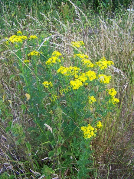 Photo 6"x4" Common Ragwort (Senecio jacobaea), Croucheston Croucheston c2009