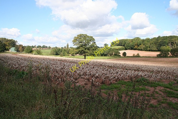 Photo 6"x4" Fields near New House Farm Edvin Loach c2007