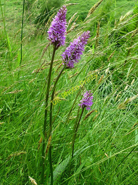 Photo 6"x4" Common Spotted Orchids (Dactylorhiza fuchsii) Fordie\/NN7922 c2009