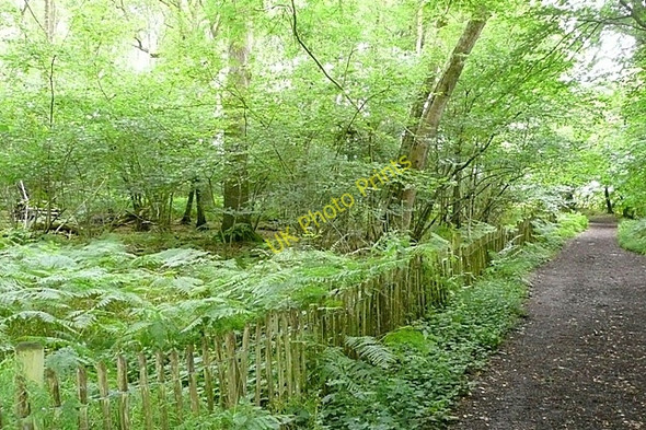Photo 6"x4" Bridleway at Latchmere Green Latchmere Green c2009 P1