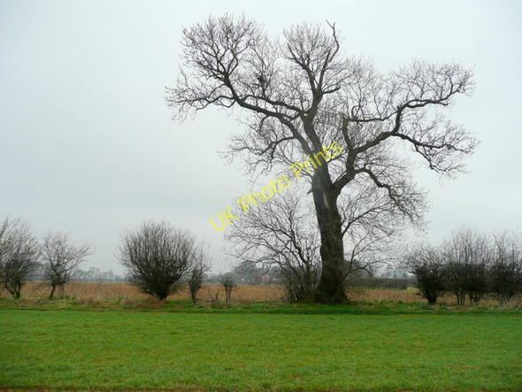 Photo 6"x4" Hedgerow oak Appleby\/SE9514 c2009