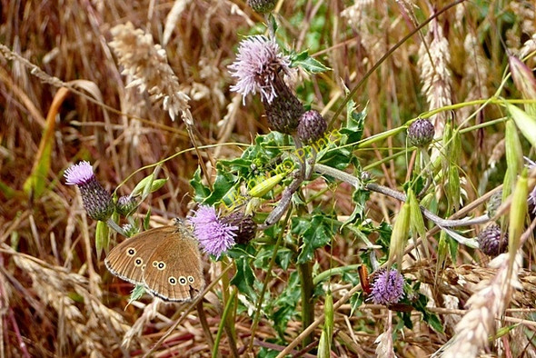 Photo 6"x4" Butterfly heaven Latchmere Green c2009
