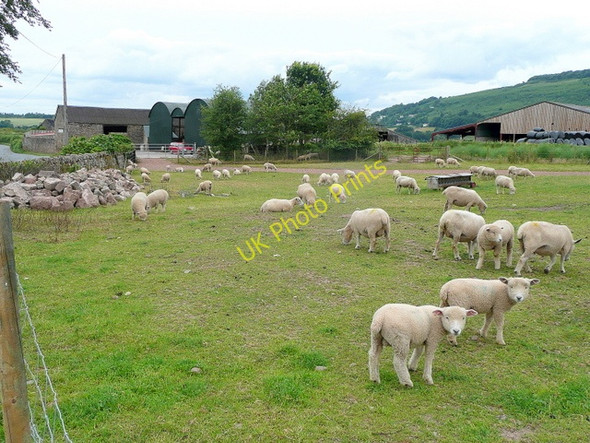 Photo 6"x4" Sheep at Huntsham Farm Great Doward c2009