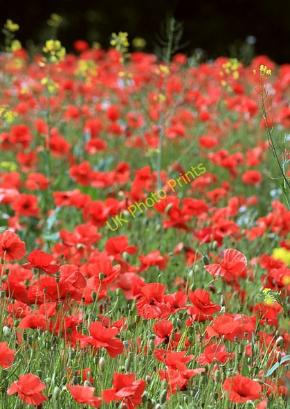 Photo 6"x4" Poppies, Kirkthorpe Wakefield\/SE3320 c2009