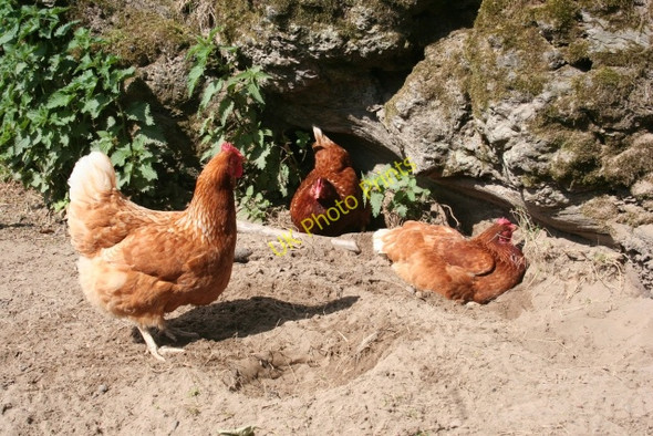 Photo 6"x4" Chickens at Knottyholm Canonbie c2009