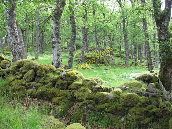 Photo 6"x4" Mossy woodland and wall Armaddy c2009