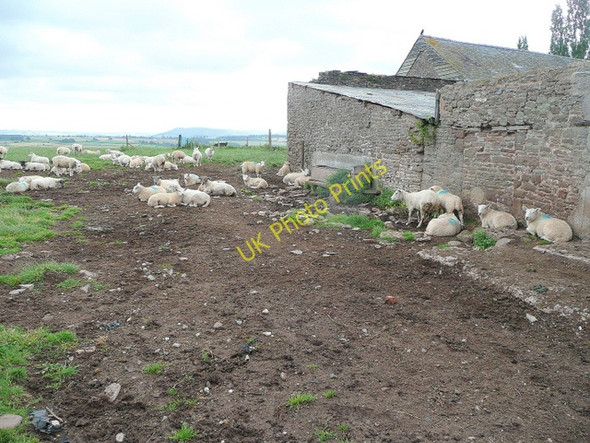 Photo 6"x4" Sheep at rest Llangrove c2009