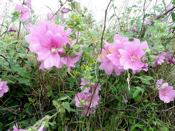 Photo 6"x4" Mallow, Lavatera olbia 'Rosea' Crocker's Ash c2009