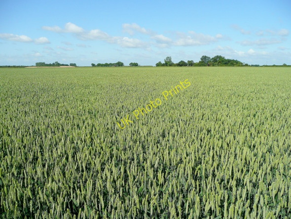 Photo 6"x4" Lincolnshire wheat prairie Holbeach St Matthew c2009