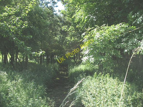 Photo 6"x4" Small plantation around a stream Kirkby Stephen c2009