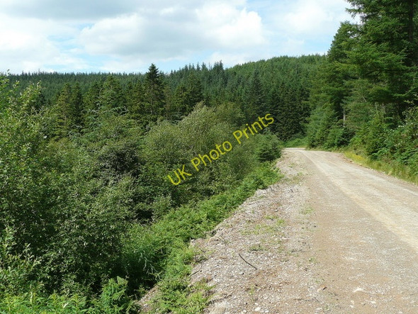 Photo 6"x4" Penllyn Forest 3 Penllyn Forest c2009