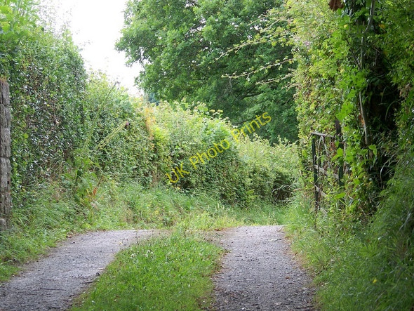 Photo 6"x4" Footpath, Nutcombe Bridfordmills c2009