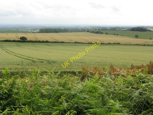 Photo 6"x4" Rolling Countryside Near Woodbury Birch Berrow c2009