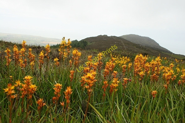 Photo 6"x4" Bog Asphodel Carlingford c2009