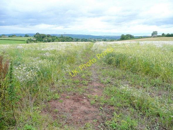 Photo 6"x4" Footpath to Llangrove Llangrove c2009
