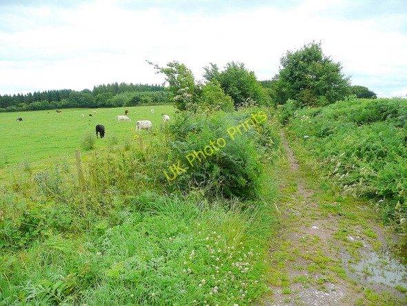 Photo 6"x4" Bridleway to Monmouth Callow Hill\/SO5116 c2009