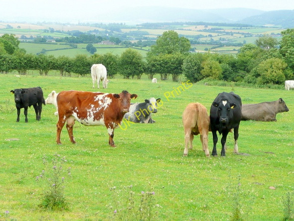 Photo 6"x4" Beef cattle at St. Wulstan's Farm Callow Hill\/SO5116 c2009