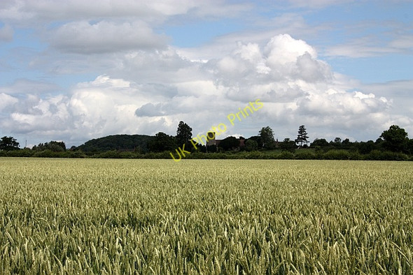 Photo 6"x4" Wheat Field, Forthampton Chaceley c2009